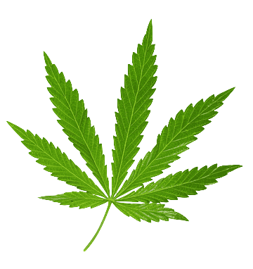 png-transparent-indian-cannabis-leaves-in-kind-abuse-addictive-thumbnail